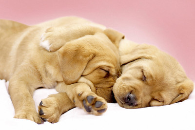 

Just Cute - Sleeping Puppies Paper Print(12 inch X 18 inch, Streched)