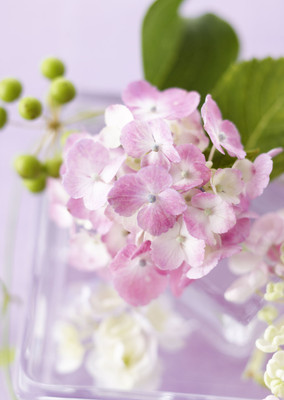 

Posterhouzz Flower Fine Art Print Poster Fine Art Print(18 inch X 12 inch, Rolled)