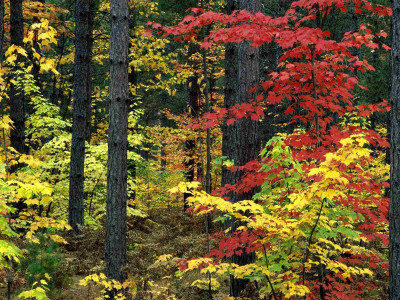

Posterhouzz Autumn Fine Art Print Poster Fine Art Print(12 inch X 18 inch, Rolled)