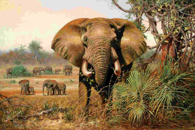 

Posterhouzz Animal Fine Art Print Poster Fine Art Print(12 inch X 18 inch, Rolled)