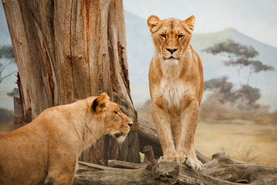 

BABY LIONS poster of nature Fine Art Print(12 inch X 18 inch, Rolled)