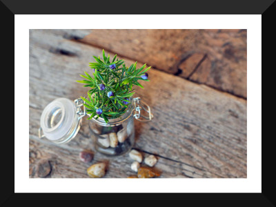 

Tallenge - Valentine’s Day Gift - Beautiful Plant In A Jar - Premium Quality A3 Size Framed Poster Paper Print(17 inch X 12 inch, Framed)