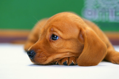 

Oshi - Cute Staring Dog Paper Print(12 inch X 18 inch, Streched)