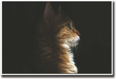 

Brown Cat Fine Art Print(12 inch X 18 inch, Rolled)