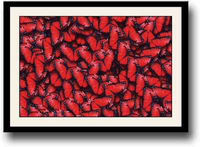 

Red and Black Butterflies Fine Art Print(10 inch X 14 inch, Framed)