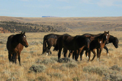 

Posterhouzz Wild Horses Poster Paper Print(12 inch X 18 inch, Rolled)