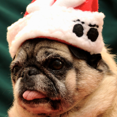

Tallenge Christmas Collection - Pug In Christmas Hat - Framed Photo Print For Gifting And Home And Office Décor On Photographic Paper(12 inch X 12 inch, Framed)