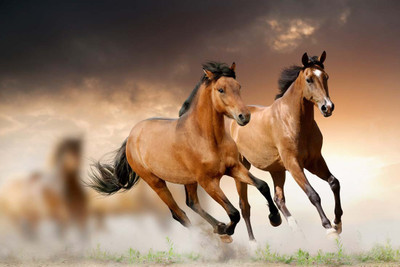 

Nice Horse Couple Paper Print(12 inch X 18 inch, Rolled)