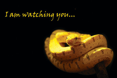 

QUOTE YELLOW SNAKE 12X18 INCHES Fine Art Print(12 inch X 18 inch)