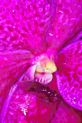 

Posterhouzz Flower Fine Art Print Poster Fine Art Print(18 inch X 12 inch, Rolled)
