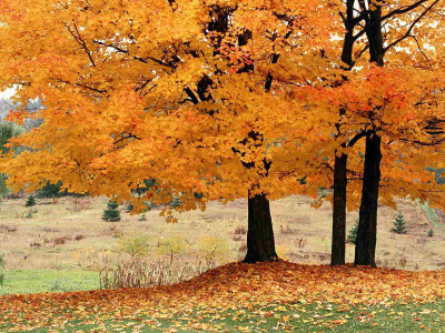 

Posterhouzz Autumn Fine Art Print Poster Fine Art Print(12 inch X 18 inch, Rolled)