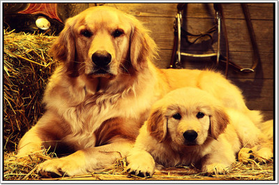 

Posterhouzz Dogs Poster Poster Fine Art Print(12 inch X 18 inch, Rolled)