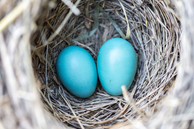 

blue eggs poster in blue color Fine Art Print(12 inch X 18 inch, Rolled)