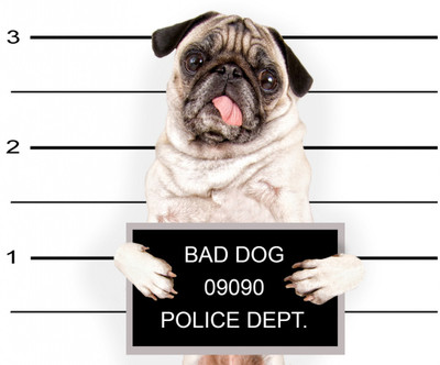 

Oshi - Cute Pug in Police Station Paper Print(12 inch X 18 inch, Streched)