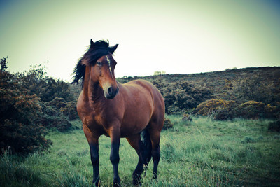 

Posterhouzz Brown Horse Poster Paper Print(12 inch X 18 inch, Rolled)