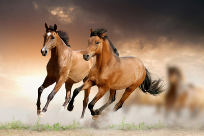 

Oshi - Running Horses Paper Print(12 inch X 18 inch, Streched)