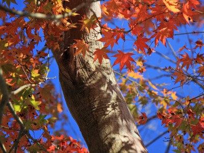 

Posterhouzz Autumn Fine Art Print Poster Fine Art Print(12 inch X 18 inch, Rolled)