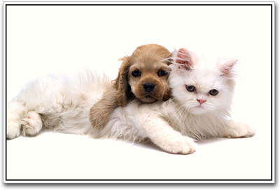 

Cute Cat And Dog Photographic Paper(12 inch X 18 inch)
