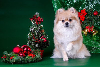 

Oshi - Cute Christmas Dog Paper Print(12 inch X 18 inch, Streched)