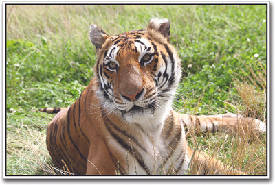 

Tiger in the Field Paper Print(12 inch X 18 inch)