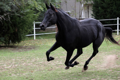 

Posterhouzz Black Horse Poster Paper Print(12 inch X 18 inch, Rolled)