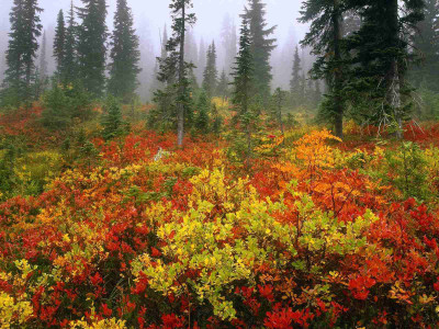 

Posterhouzz Autumn Fine Art Print Poster Fine Art Print(12 inch X 18 inch, Rolled)