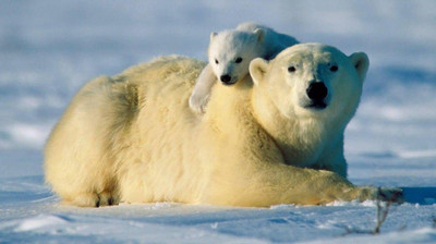 

Wildlife images posters for Room, Home and Office. Paper Print(18 inch X 12 inch, Rolled)