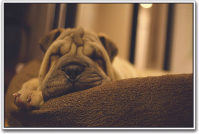 Sleeling Puppy Paper Print(12 inch X 18 inch)