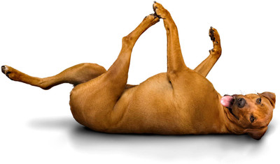 

Dog Exercising Paper Print(12 inch X 18 inch, Streched)