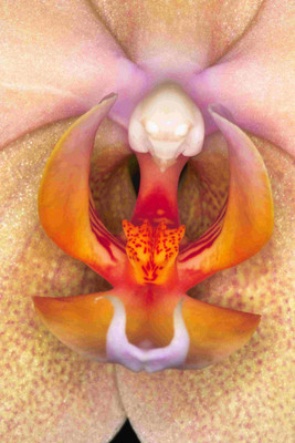 

Posterhouzz Flower Fine Art Print Poster Fine Art Print(12 inch X 18 inch, Rolled)