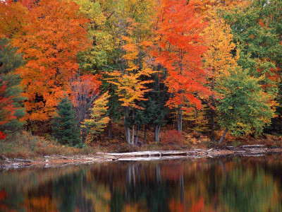 Posterhouzz Autumn Fine Art Print Poster Fine Art Print(12 inch X 18 inch, Rolled)