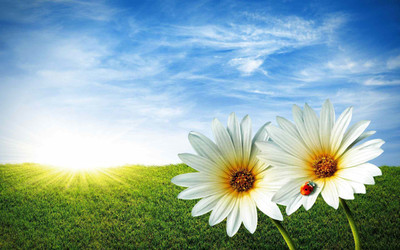 

Posterhouzz Flower Fine Art Print Poster Fine Art Print(12 inch X 18 inch, Rolled)