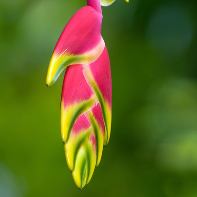 

Tallenge Christmas Collection - Christmas Coloured Heliconia - Framed Photo Print For Gifting And Home And Office Décor On Photographic Paper(12 inch X 12 inch, Framed)