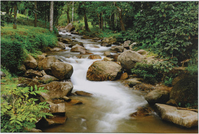 

Bm Traders Forest River Unframed Wall Sticker Poster Big Fine Art Print(24 inch X 48 inch, Rolled)