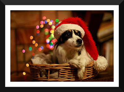 

Tallenge - Christmas Art - Festive Dog - Large Size Ready To Hang Framed Digital Art Print On Photographic Paper(24 inch X 17 inch, Framed)