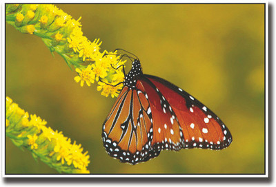 

Butterfly on yellow flowers Fine Art Print(12 inch X 18 inch, Rolled)