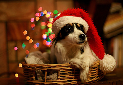 

Tallenge - Christmas Art - Festive Dog - Unframed Rolled A3 Size Poster Paper Print(16.5 inch X 11.6 inch, Rolled)