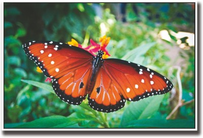 

Yellow and black butterfly on flower Fine Art Print(12 inch X 18 inch, Rolled)