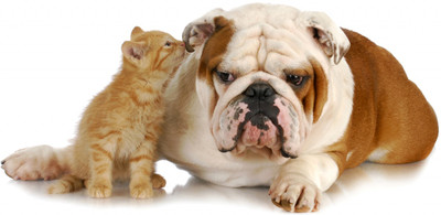 

Oshi - Cute Bulldog with Cat Paper Print(12 inch X 18 inch, Streched)