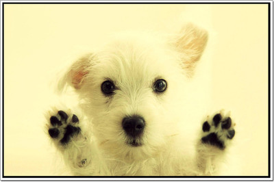

Posterhouzz Dog Poster Paper Print(12 inch X 18 inch, Rolled)