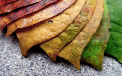 

Posterhouzz Autumn Fine Art Print Poster Fine Art Print(12 inch X 18 inch, Rolled)