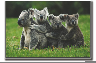 

Posterhouzz 4 koalas Fine Art Print(12 inch X 18 inch, Rolled)