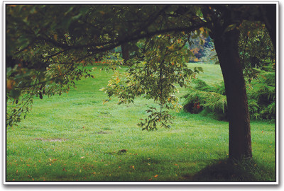 

Green Tree Paper Print(12 inch X 18 inch)