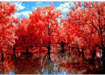 

Posterhouzz Beautifull Red Trees Paper Print(12 inch X 18 inch, Rolled)