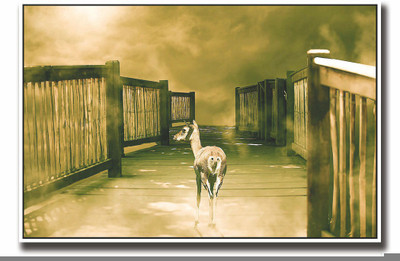 

Posterhouzz Deer on wooden bridge Fine Art Print(12 inch X 18 inch, Rolled)