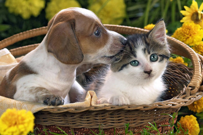 

Oshi - Best Friendship Cat and Dog Paper Print(12 inch X 18 inch, Streched)