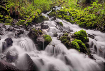 

Nature Paper Print(19 inch X 13 inch, Rolled)
