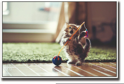 

Posterhouzz Cute cat playing with a toy Fine Art Print(12 inch X 18 inch, Rolled)