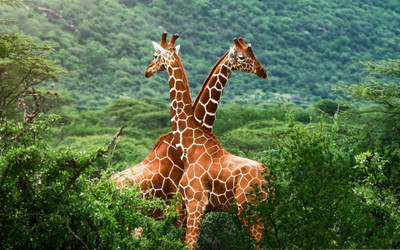 

Wildlife images posters for Room, Home and Office. Paper Print(18 inch X 12 inch, Rolled)