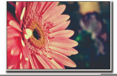 

Posterhouzz Wow pink flower Fine Art Print(12 inch X 18 inch, Rolled)